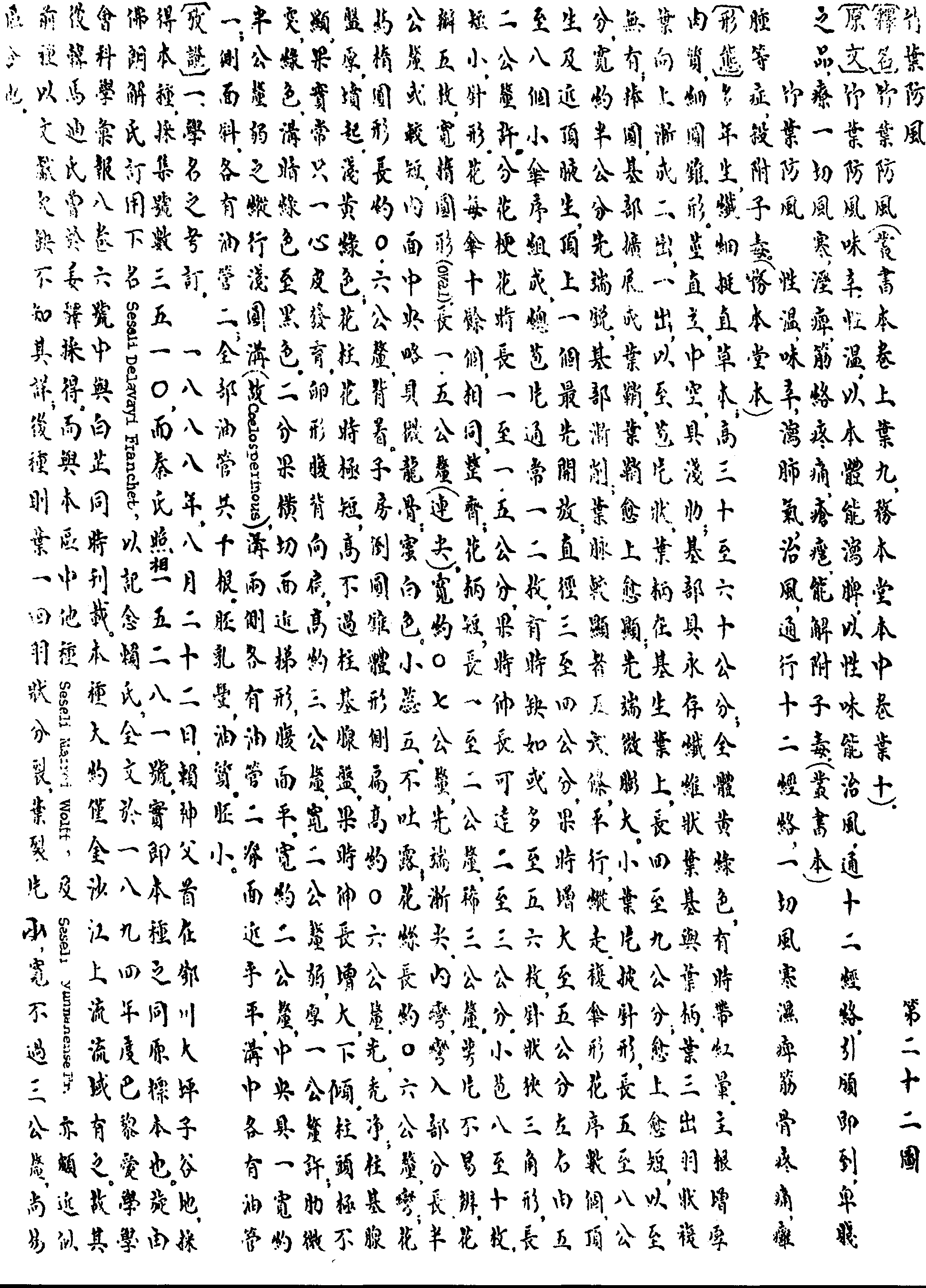 竹葉防風
